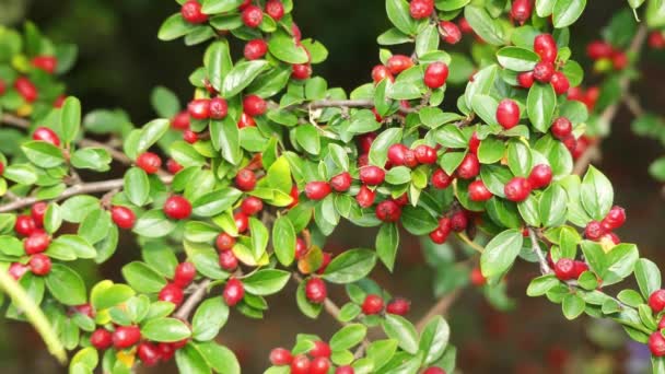 Cotoneaster is genus of flowering plants in rose family Rosaceae. They are related to hawthorns (Crataegus), firethorns (Pyracantha), photinias (Photinia) and rowans (Sorbus). — Stock Video