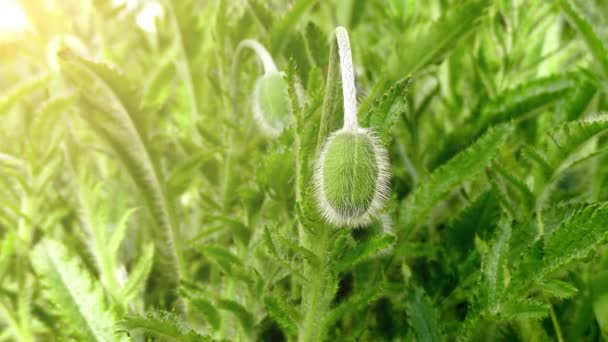 Papaver rhoeas (common poppy, coquelicot) is an annual herbaceous species of flowering plant in poppy family, Papaveraceae. This poppy is notable as an agricultural weed. — Stock Video