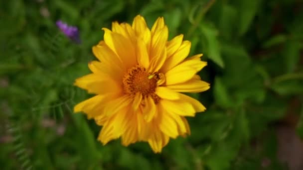 Coreopsis lanceolata, lanzenblättriger Coreopsis, ist eine nordamerikanische Art von Kitzensamen aus der Familie der Sonnenblumen. — Stockvideo