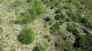 Bozkır otları ve düşük genç ağaçları ile Üstten Görünüm.