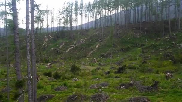 スロバキア、タトラ山脈のふもとに混合の鬱蒼とした森. — ストック動画
