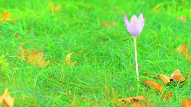 Colchicum is genus of perennial flowering plants containing around 160 species which grow from bulb-like corms. It is a member of botanical family Colchicaceae, and is native to West Asia, Europe. — Stock video