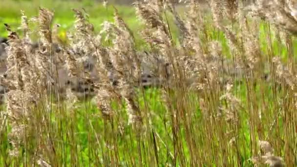 Phragmites es un género de cuatro especies de grandes gramíneas perennes que se encuentran en los humedales de las regiones templadas y tropicales del mundo. La Lista Mundial de Familias Vegetales Seleccionadas . — Vídeo de stock