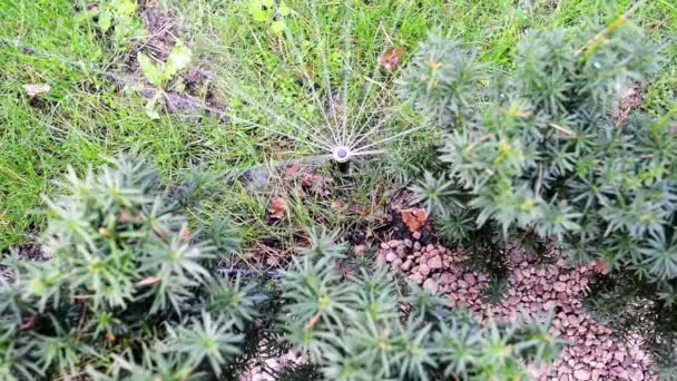 Distributeur automatique d'eau dans le jardin vert d'été . — Video