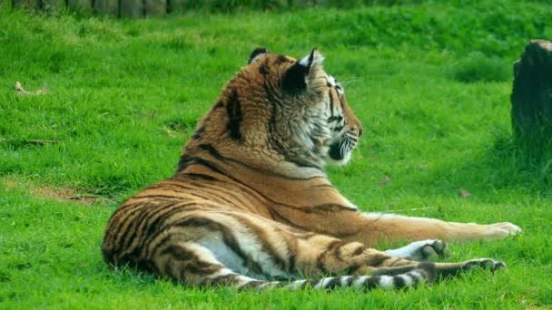 Kraliyet Bengal kaplanı (Panthera tigris) olarak da adlandırılan Bengal kaplanı, en çok sayıda kaplan alt türü var. Hindistan ve Bangladeş Ulusal bir hayvandır. — Stok video