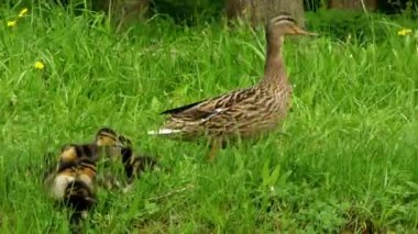 Yeşilbaş ördek yavrusu ile. Yaban ördeği ya da yaban ördeği (Anas platyrhynchos) bir dabbling ördek, alt familya Anatinae su kuşları ailesinin Anatidae ait.
