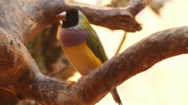 Bayan Gouldian finch, Gould's ispinozu veya gökkuşağı finch, da bilinen Gouldian finch (Erythrura gouldiae), renkli familyasından bir kuş türü Avustralya'ya endemik.