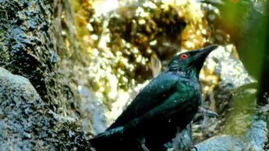 Asya parlak sığırcık (Aplonis panayensis) familyasından bir sığırcık aile Sturnidae. Bangladeş, Brunei, Hindistan, Endonezya, Malezya, Myanmar, Filipinler, Singapur ve Tayland içinde bulundu.