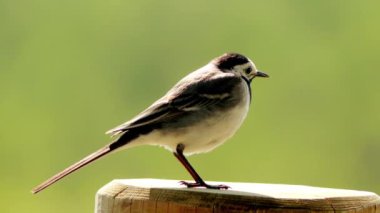 Beyaz kuyruksallayan (Motacilla alba) kuyruksallayan ailesindeki Kuyruksallayangiller, mahmuzlu ve longclaws da içeren küçük bir kuş türüdür. Britanya Adaları koyu alt türler alaca kuyruksallayan hakimdir.