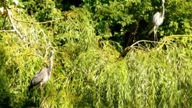 Gri balıkçılgiller (Ardea cinerea), balıkçılgiller (Ardeidae) familyasından Orta Avrupa ve Asya 'da yetişen bir kuş türü..