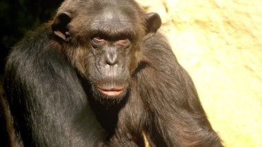 Bayağı şempanze (Pan troglodytes), aynı zamanda sağlam şempanze olarak bilinen bir büyük maymun türüdür. Yakından ilgili bonobo, eski adıyla cüce şempanze olduğunu.