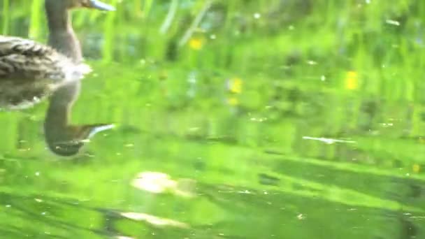 Wilde eend met kuikens. Wilde eend of wilde eend (Anas platyrhynchos) is een eend, behoort tot de onderfamilie van de watervogels familie Anatidae Anatinae. — Stockvideo