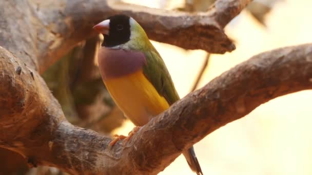 Gouldian finch (Erythrura gouldiae), také známý jako Lady Gouldian finch, Gould finch nebo rainbow Finchi, je barevné zpěvný pták strašilek. — Stock video