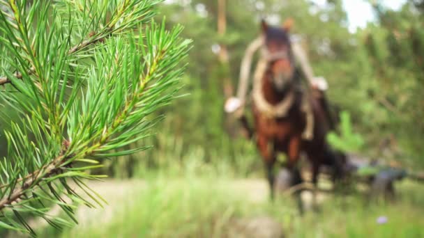 Transfert focus : cheval de baie, attelé à une charrette en bois sur fond de campagne verdoyante estivale .