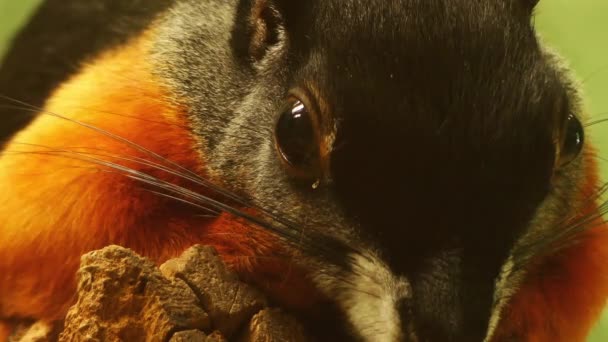 Prevost de eekhoorn of Aziatische tri-gekleurde eekhoorn (Callosciurus prevostii) is een knaagdier uit de familie eekhoorns. Het vlindertje bos in Thai-Malakka, Borneo, Sumatra en Noord Sulawesi. — Stockvideo
