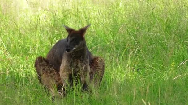 Wallaby pantano (Wallabia bicolor) es un pequeño marsupial macrópodo del este de Australia. Es wallaby del helecho, pademelon de cola negra, apestoso negro debido a su olor pantanoso característico . — Vídeos de Stock