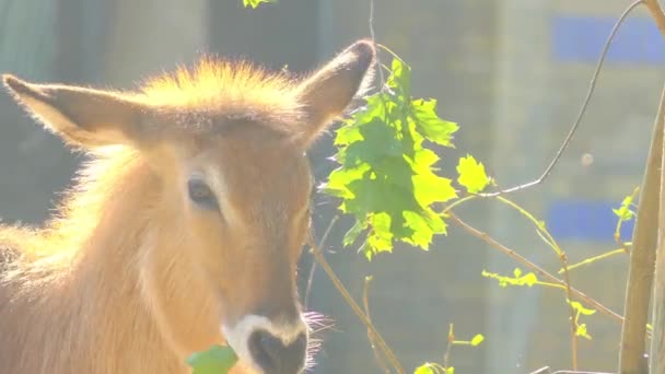 Waterbuck (Kobus ellipsiprymnus) yaygın olarak Sahraaltı Afrika'da bulunan büyük antilop var. Bu cins Kobus aile Bovidae yerleştirilir. — Stok video