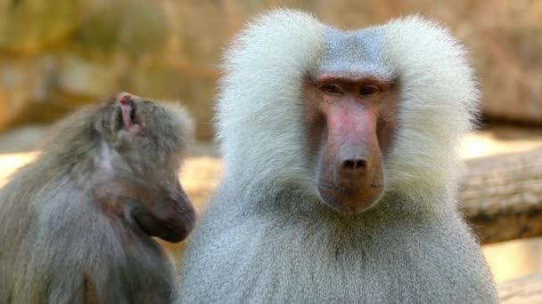 사자 꼬리 마 카 크 (Macaca silenus), 또는 wanderoo, 이다 남쪽 인도 서양 Ghats에 발병 하는 구 세계 원숭이. — 비디오