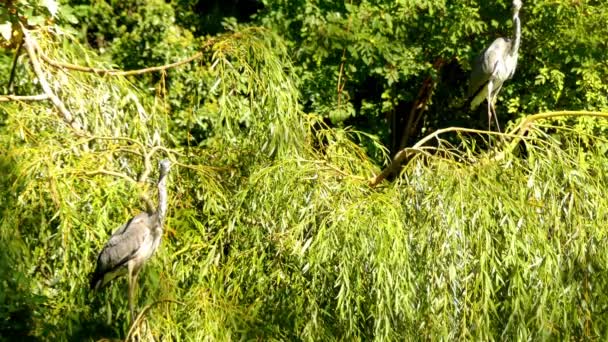La garza gris (Ardea cinerea) es un ave rapaz de patas largas de la familia Ardeidae, nativa de toda Europa templada y Asia y también partes de África. . — Vídeo de stock