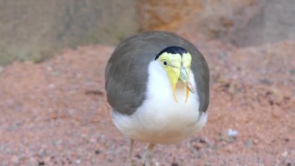 El chorlito enmascarado (Vanellus miles), también conocido como el chorlito enmascarado y a menudo llamado el chorlito alado, es un ave grande, común y visible nativa de Australia, Nueva Zelanda y Nueva Guinea. . — Vídeo de stock