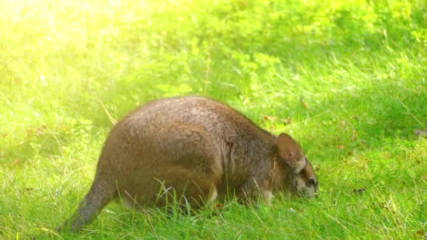 Parma wallaby (Macropus parma) fue descrito por primera vez por el naturalista británico John Gould alrededor de 1840. Una criatura tímida y críptica de los bosques húmedos de esclerófilos del sur de Nueva Gales del Sur (Australia ). — Vídeo de stock