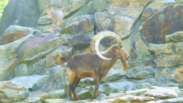 The Siberian ibex (Capra sibirica) is a species of ibex that lives in central Asia. It has traditionally been treated as a subspecies of the Alpine ibex. — Stock Video