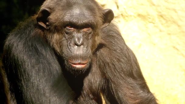 Bayağı şempanze (Pan troglodytes), aynı zamanda sağlam şempanze olarak bilinen bir büyük maymun türüdür. Yakından ilgili bonobo, eski adıyla cüce şempanze olduğunu. — Stok video