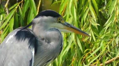 Gri balıkçılgiller (Ardea cinerea), balıkçılgiller (Ardeidae) familyasından Orta Avrupa ve Asya 'da yetişen bir kuş türü..