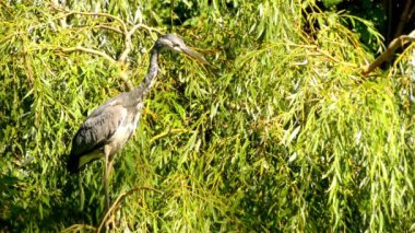Gri balıkçılgiller (Ardea cinerea), balıkçılgiller (Ardeidae) familyasından Orta Avrupa ve Asya 'da yetişen bir kuş türü..