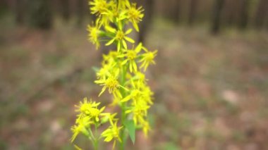 Ağır çekim: arı nektarı toplamak. Yaban-arısı (Ayrıca bumble bee yazılı) cins Bombus, Apidae, arı ailelerinden parçası üyesidir. Bu cins kabile Bombini sadece kaybolmamış grubudur.