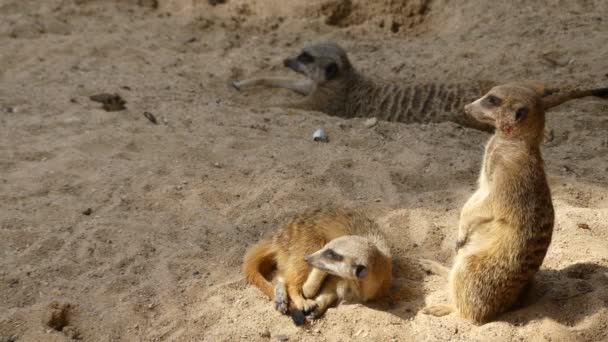 De meerkat of suricate (Suricata suricatta) is een kleine roofdier behorend tot de familie van mangoesten (Herpestidae). Het is het enige lid van het geslacht Suricata. — Stockvideo