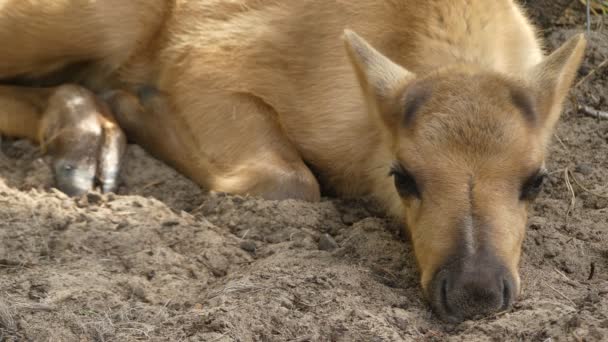 Junges Rentier (rangifer tarandus), in Nordamerika auch Karibus genannt, ist eine zirkumpolare Hirscharte, die in der Arktis, Subarktis und Tundra beheimatet ist. — Stockvideo