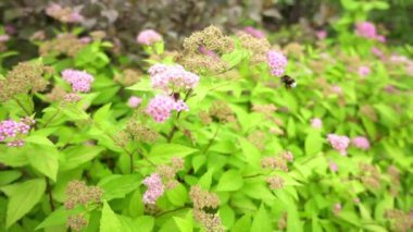 Ağır çekim: arı nektarı toplamak. Yaban-arısı (Ayrıca bumble bee yazılı) cins Bombus, Apidae, arı ailelerinden parçası üyesidir. Bu cins kabile Bombini sadece kaybolmamış grubudur.