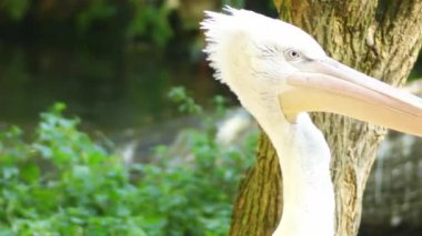 Nokta gagalı pelikan veya gri Pelikan (Pelecanus philippensis) Pelikan ailesinin üyesidir. Hindistan doğu Endonezya genelinde Güney Pakistan'dan Güney Asya'da doğurmak.