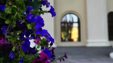 Petunya integrifolia Ayrıca, Menekşe Petunya veya violetflower Petunya, türüdür menekşe renkli çiçek ile vahşi Petunya.