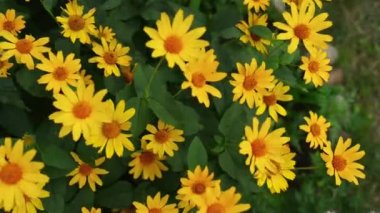 Heliopsis otsu bitkiler ayçiçeği ailesinde, Kuzey ve Güney Amerika kuru prairies'e cinsidir. Türler genellikle öküz göz ya da oxeye denir.