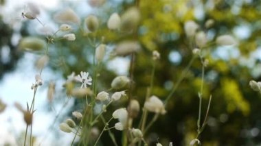Silene vulgaris, mesane campion veya maidenstears, cins Silene pembe ailesinin (Karanfilgiller) bir bitki türü var. Avrupa'ya yerli.
