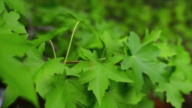 Acer platanoides akçaağaç Doğu ve Orta Avrupa ve Batı Asya, yerli Fransa Doğu Rusya, İskandinavya ve Kuzey İran'dan familyasından bir.