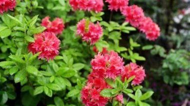 Rhododendron molle Çin ve Japonya'ya özgü türlerdir. Koyu kırmızı benekli çiçekler. Nepal'in ulusal çiçeğidir..