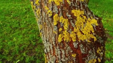 Xanthoria parietina foliose veya tombul, liken var. Bu geniş dağıtım ve ortak turuncu liken, sarı ölçek, deniz sunburst liken ve kıyı liken gibi birçok ortak adları vardır.