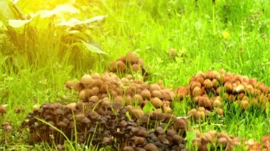 Coprinellus micaceus ortak aile Psathyrellaceae kozmopolit dağılım ile mantar türüdür. Saprobe meyve organları genellikle çevre çürüyen ahşap ağaç kütükleri kümelerde büyümek.