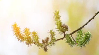 Salix triandra, ortak adları badem willow veya badem yapraklı söğüt, söğüt Avrupa ve Batı ve Orta Asya familyasından.
