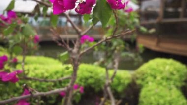 Bougainvillea spectabilis, çiçekli bir bitki türüdür. Brezilya, Bolivya, Peru ve Arjantin 'in Chubut eyaletlerine özgüdür..