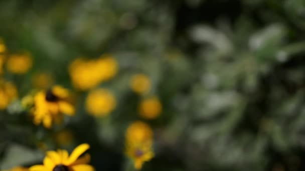Rudbeckia est un genre végétal de la famille des Rudbeckia. Les espèces sont communément appelées éperviers et susans aux yeux noirs 