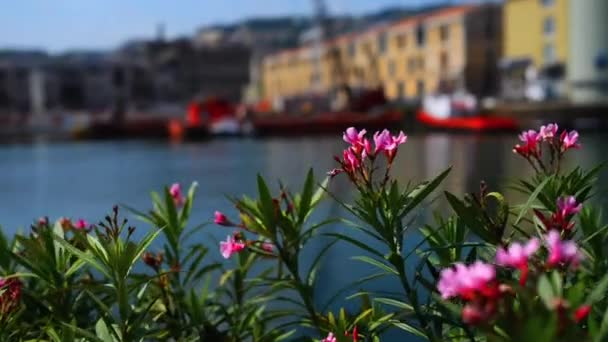 Nerium oleander é uma espécie de planta com flor pertencente à família Apocynaceae. É apenas uma espécie atualmente classificada no gênero Nerium . — Vídeo de Stock