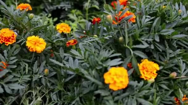 Orange and red marigold in flowerbed in summer city park. — Stock Video