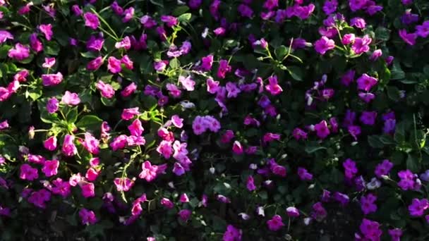 Impatiens walleriana (Impatiens sultanii), ook bekend als drukke Lizzie, balsam, sultana of gewoon impatiens, is een soort van het geslacht Impatiens, inheems in Oost-Afrika vanuit Kenia naar Mozambique. — Stockvideo