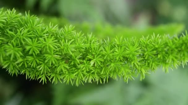 Asparagus densiflorus (asparágus, plume chřestu, luční fern) je evergreen vytrvalá rostlina, úzce souvisí s zelenina chřest a původem z Jižní Afriky. — Stock video