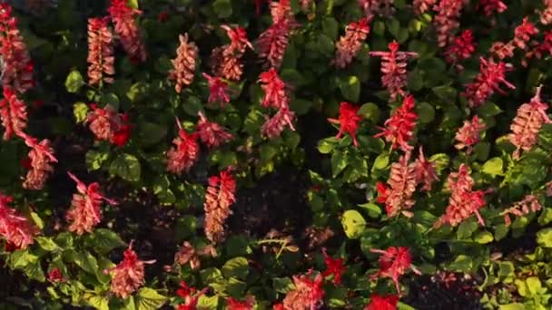 Salvia splendens (scarlet salvia, tropiska salvia) är en öm örtartade perenna infödd till Brasilien. — Stockvideo