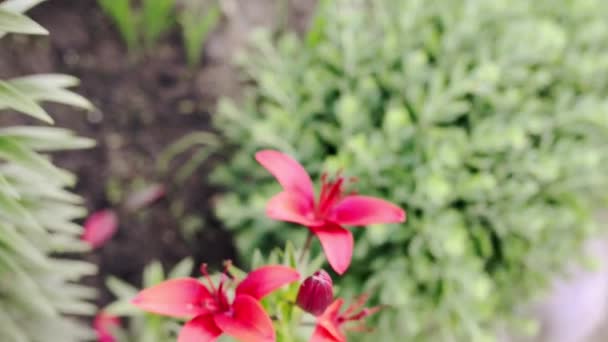 Piros lilium (tagjai igaz liliomok) alrendjébe, lágyszárú növények növekvő izzók, mind a nagy, kiemelkedő virágok. — Stock videók